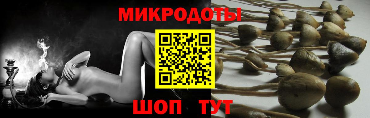 Галлюциногенные грибы Psilocybe Полысаево